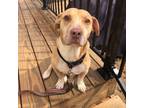 Adopt Oliver a Basset Hound, American Staffordshire Terrier