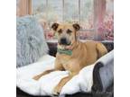 Adopt Donnelly a Mixed Breed