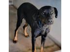 Adopt Falcon a Rottweiler, Shepherd