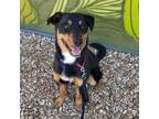 Adopt Otto a Rottweiler