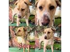 Adopt Sonny a Labrador Retriever