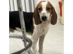 Adopt Sulley a Beagle, Mixed Breed
