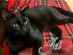 Adopt Jet a Domestic Short Hair, Bombay