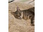 Adopt Dynamite a Domestic Short Hair