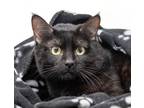 Adopt Jimmy a Domestic Short Hair