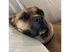 Adopt Sonny a Boxer, Mixed Breed