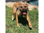 Adopt Sonny a Boxer, Mixed Breed