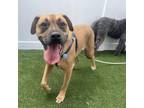 Adopt Stormy a Mixed Breed, Boxer