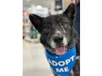 Adopt Phantom a Shepherd, Husky