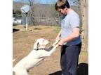 Adopt Bandit a Dogo Argentino, English Pointer