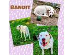 Adopt Bandit a Dogo Argentino, English Pointer