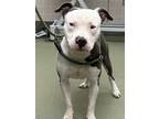 Adopt Chalupa a Staffordshire Bull Terrier