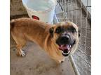 Adopt Corndog a Shepherd, Pug