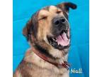 Adopt Niall a Anatolian Shepherd, Mixed Breed