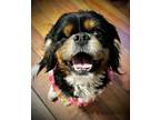 Adopt Grimmy a Cavalier King Charles Spaniel, Shih Tzu