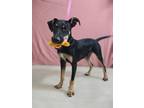 Adopt Ripley a Doberman Pinscher, Rat Terrier