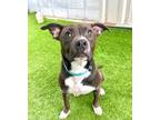 Adopt Spud a Pit Bull Terrier
