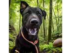 Adopt Colt a Black Labrador Retriever, Pit Bull Terrier