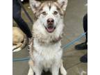 Adopt Tundra a Alaskan Malamute