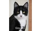 Adopt Giovanni a Domestic Short Hair