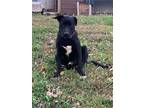 Adopt Booker a American Staffordshire Terrier, Labrador Retriever