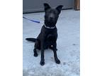 Adopt Lucas a Labrador Retriever, Terrier