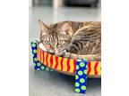 Adopt Adley (fka Allie) a Domestic Shorthair / Mixed (short coat) cat in