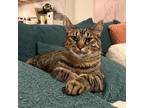 Adopt Daki - Foster a Brown or Chocolate Domestic Shorthair / Mixed cat in
