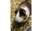 Adopt guinea pigs a Guinea Pig