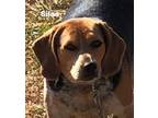 Adopt Silas a Beagle