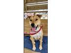 Adopt Indie a Tan/Yellow/Fawn Labrador Retriever / Mixed dog in Port St.