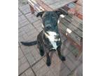 Adopt Oreo a Dutch Shepherd, Labrador Retriever