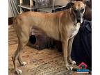 Adopt Bruno a Great Dane / Mixed dog in Bullard, TX (38179916)