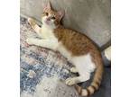 Adopt Stalone -6 Months Kitten a Egyptian Mau