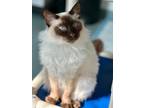 Adopt Sagwa a Balinese / Mixed (short coat) cat in Cumberland, ME (38178625)