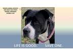 Adopt NICOLE a Black - with White American Pit Bull Terrier / Mixed dog in