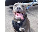 Adopt Pop Rocks a Gray/Silver/Salt & Pepper - with Black Pit Bull Terrier /