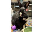 Adopt Zorro a Black American / Mixed (short coat) rabbit in Norfolk