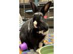 Adopt Zorro a Black American / Mixed rabbit in Norfolk, VA (38188320)