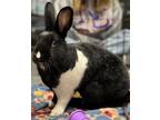 Adopt Midnight a Black American / Mixed rabbit in Norfolk, VA (38188321)