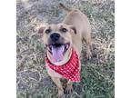 Adopt Normandy a Brown/Chocolate Black Mouth Cur / Mixed dog in Edinburg