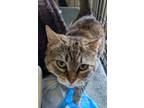 Adopt Kaia a Brown Tabby Domestic Shorthair (short coat) cat in Virginia Beach