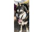 Adopt Blacky CP a Black - with White Shepherd (Unknown Type) / Collie dog in