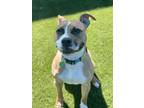 Adopt Tigger a Tan/Yellow/Fawn American Pit Bull Terrier / Mixed dog in