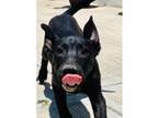 Adopt Ushuaia a Black Labrador Retriever / Mixed Breed (Medium) dog in Houston