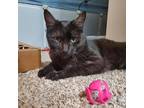 Adopt Sissy a All Black Domestic Shorthair / Mixed cat in Merriam, KS (38001940)