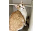 Adopt Zoey a Orange or Red Domestic Shorthair / Domestic Shorthair / Mixed cat
