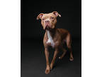 Adopt Roxi a Brown/Chocolate American Pit Bull Terrier / Mixed dog in Wausau