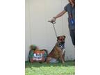 Adopt Francine a Brown/Chocolate Labrador Retriever / Mixed dog in Gulfport