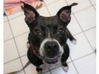 Adopt Trinity a Black - with White American Staffordshire Terrier / Mixed dog in